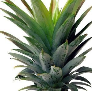 Meet your Posher, Carla